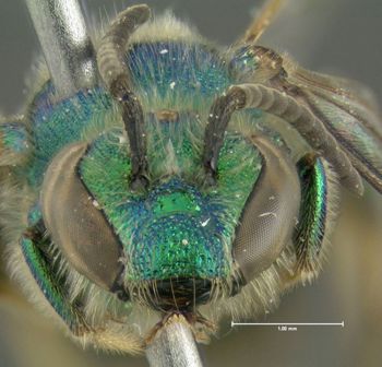 Media type: image;   Entomology 610252 Aspect: head frontal view